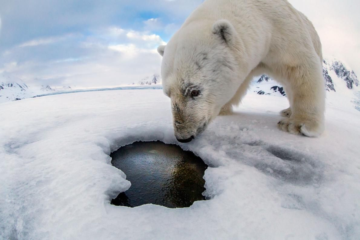 Белый медведь охотится. Белый медведь охота на тюленя.