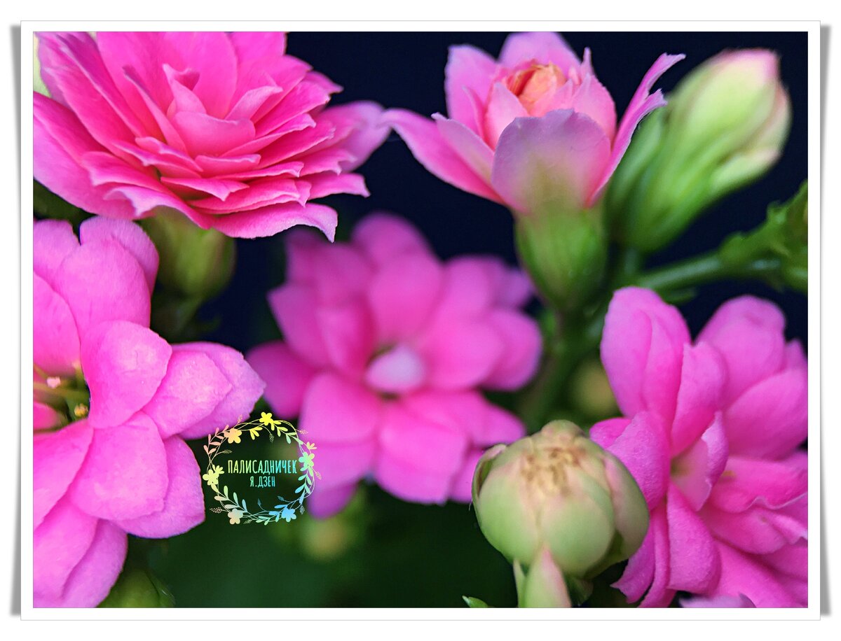 Он продолжил цвести и когда весна закончилась. 