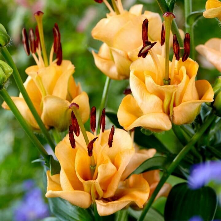 Лилия Априкот Фьюдж