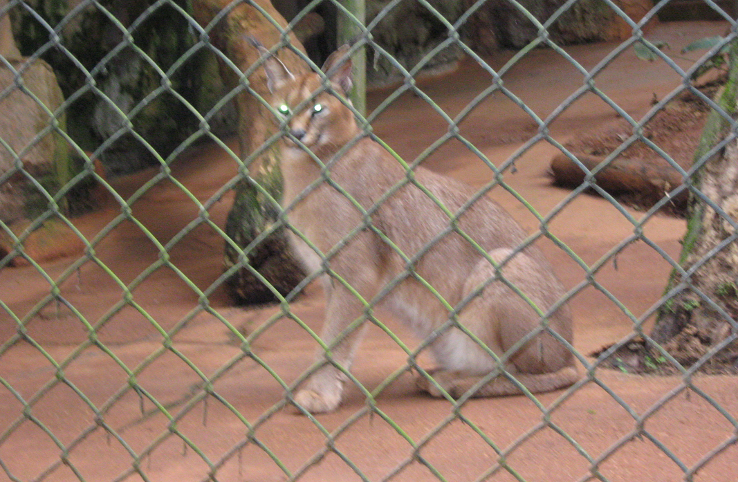 Каракал. Зоопарк Сан-Паулу. Фото мое.