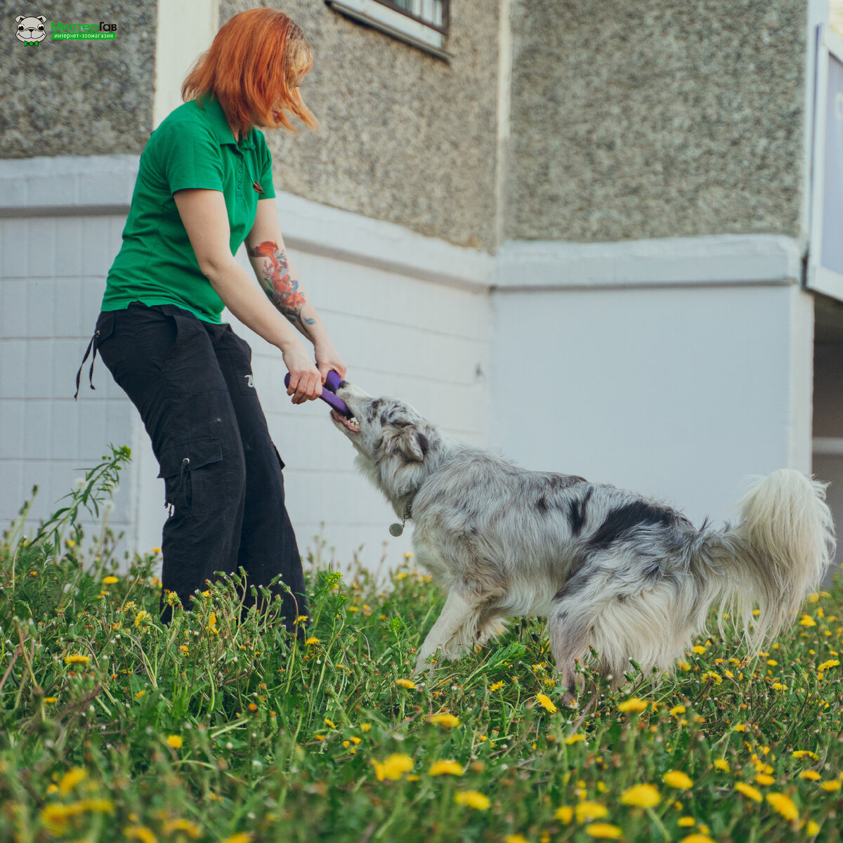 ПРАВИЛА ИГРЫ В ПЕРЕТЯЖКИ 🐶 | Мистер Гав | Дзен