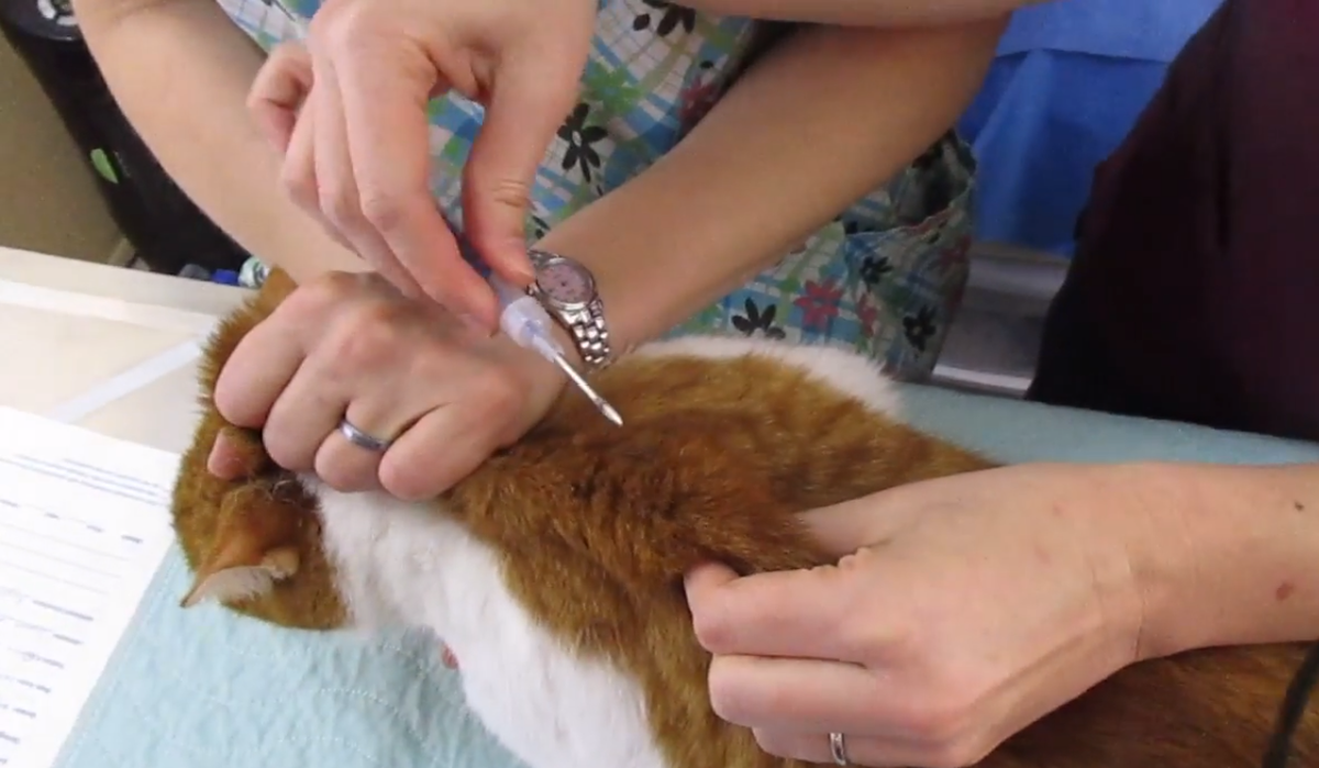 Кошке ставят микрочип