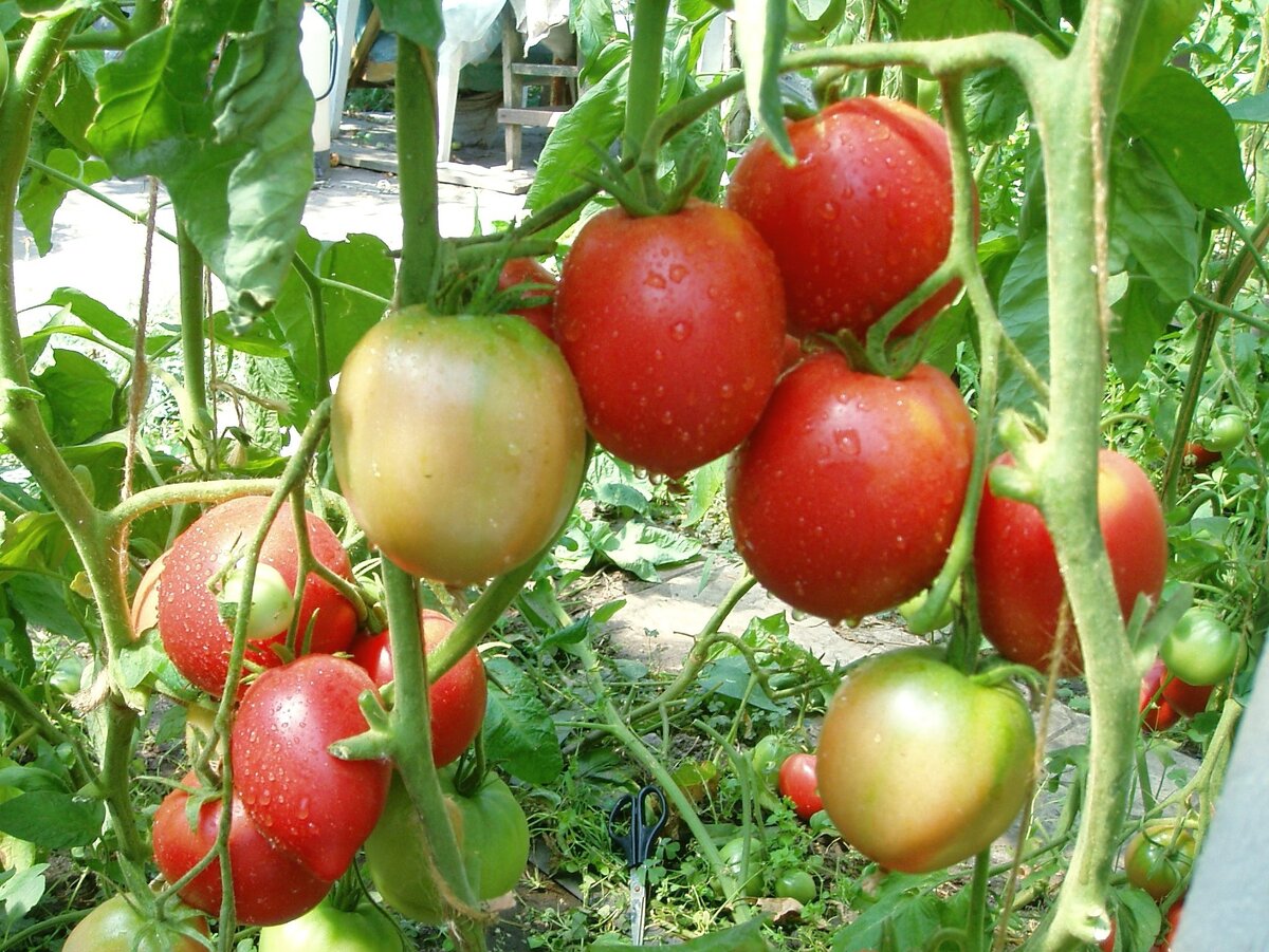 Томат южный. Сорта помидоров которые не болеют. Сорта помидоров которые не болеют. Томат пиковая дама. Сорта помидор устойчивые к кладоспориозу.