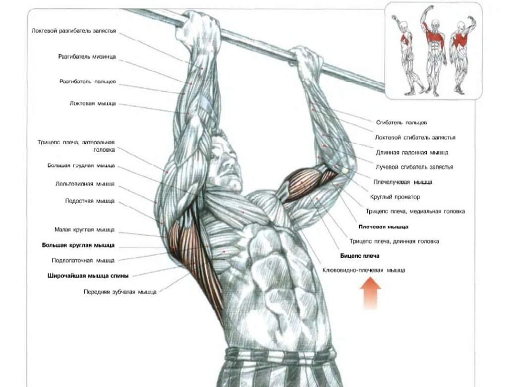 Подтягивания на перекладине хватом снизу. Ф. Делавье 《Анатомия силовых упражнений для мужчин и женщин》.