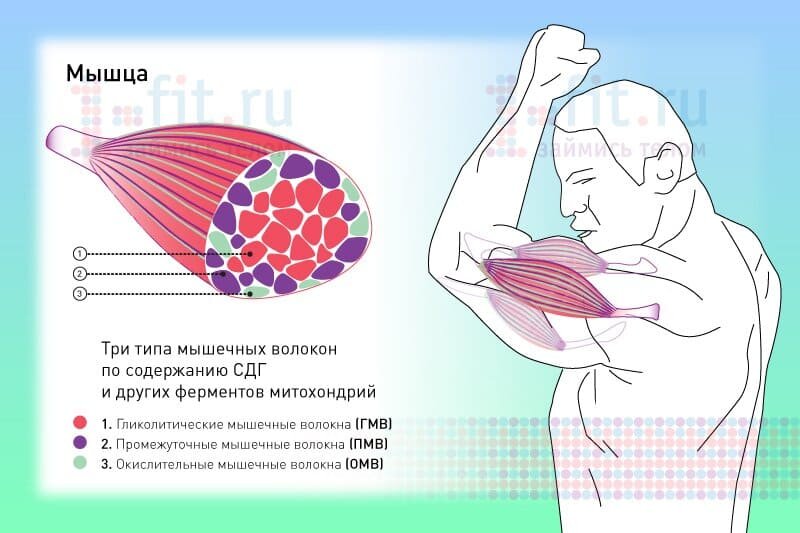 Типы мышечных волокон: особенности тренинга для развития