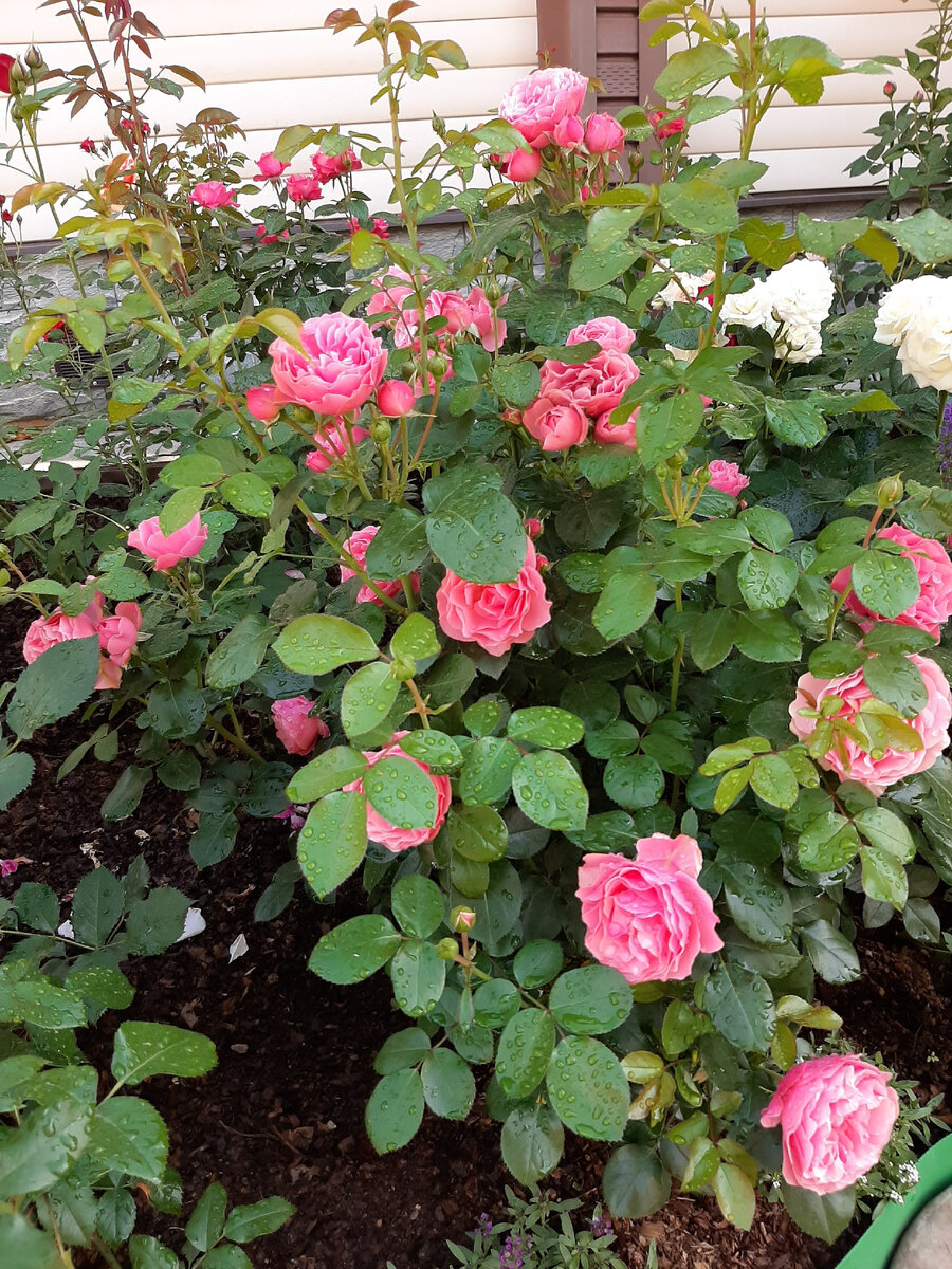 Leonardo da Vlnci, Meilland, 1993. ЛеонАрдо да вИнчи 