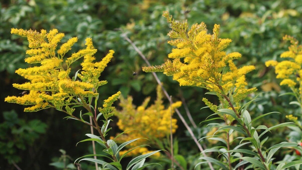 Solidago gigantea