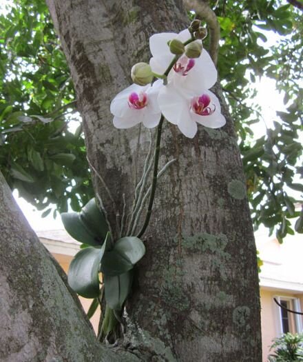 Прикрепляющиеся орхидея к стволу