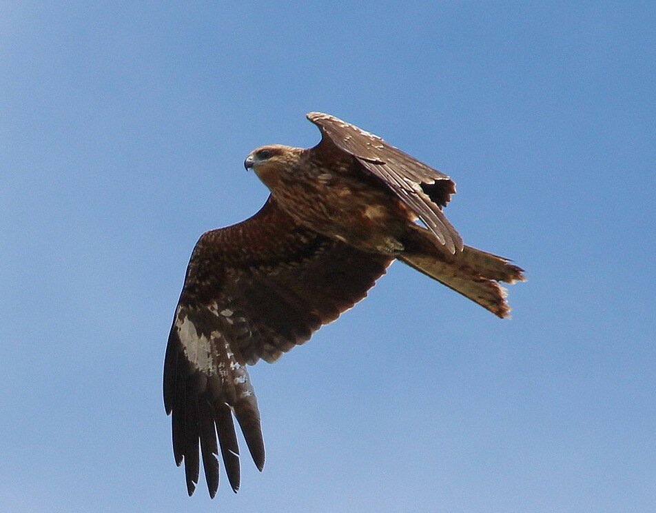 Мама коршун :)