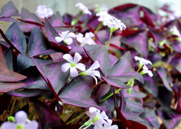 Кислица треугольная (Oxalis triangularis). Фото: Depositphotos