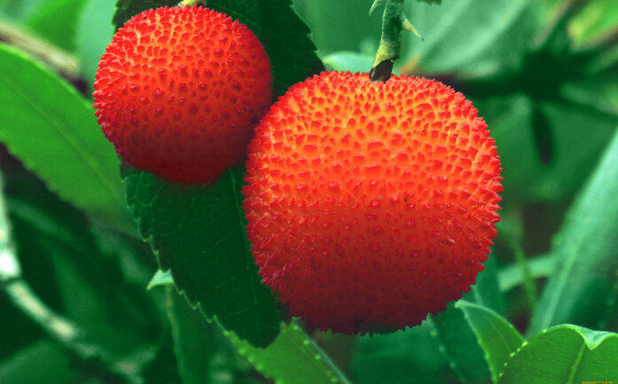 ягоды земляничника