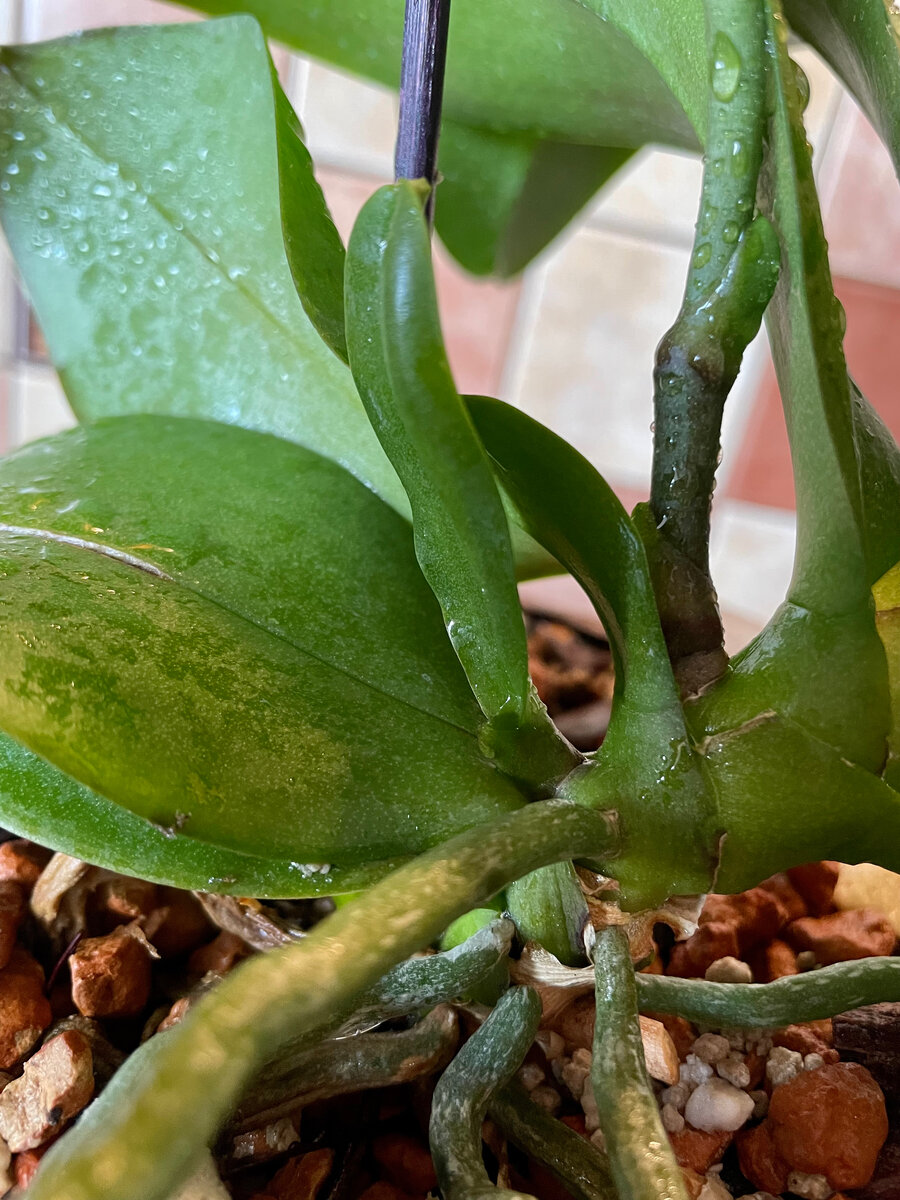 Справа основной стволик, слева неясно что