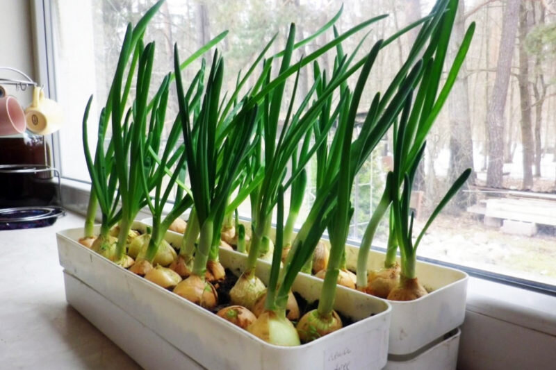 Лук на подоконнике