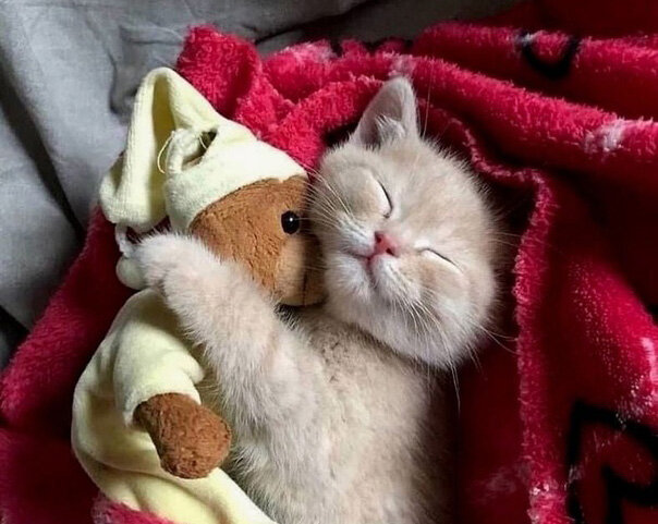 Изображение с сайта Яндекс.Картинки. Источник: https://yandex.ru/images/