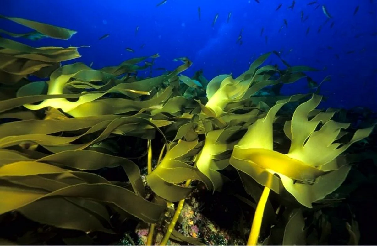 Ламинария это бурая водоросль. Морские водоросли ламинария. Бурые водоросли ламинария. Морская капуста ламинария. Ламинария японская морская капуста.
