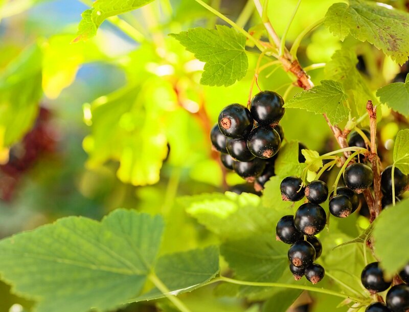 Выращивание смородины