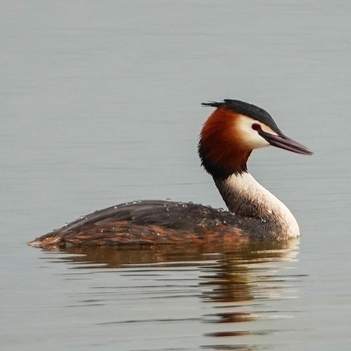 Чомга летом