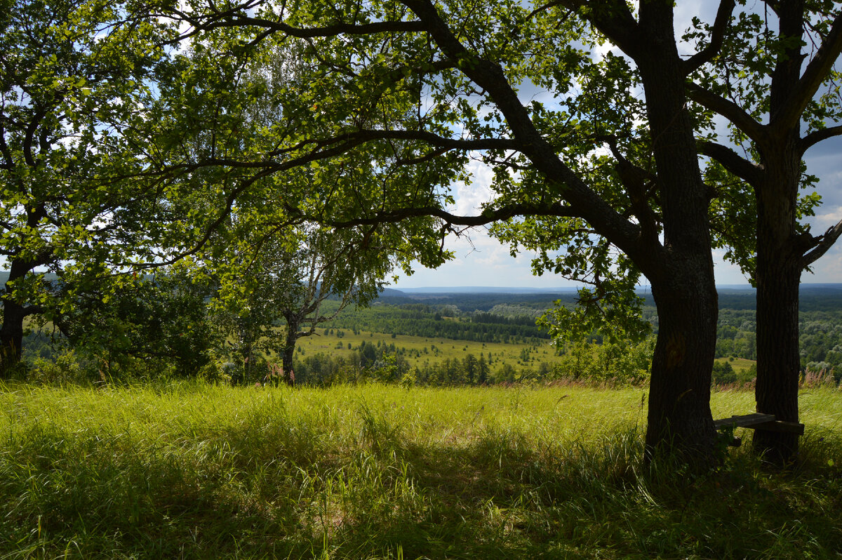 Дубрава. Фото автора