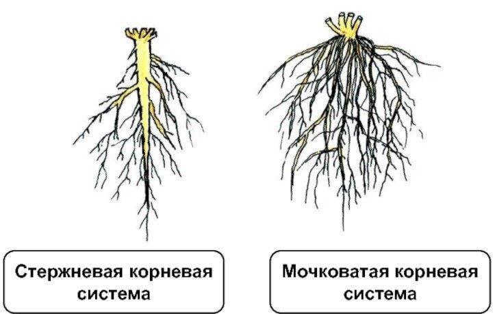 Органы растений - Российский учебник