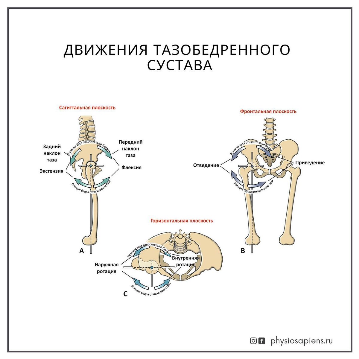 Тазобедренный сустав движение в суставе