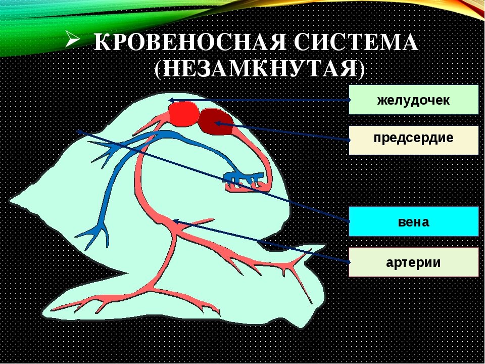 Замкнутая кровеносная система примеры Презентация "Эволюция кровеносной системы животных. кровь" (7 класс) по биологии