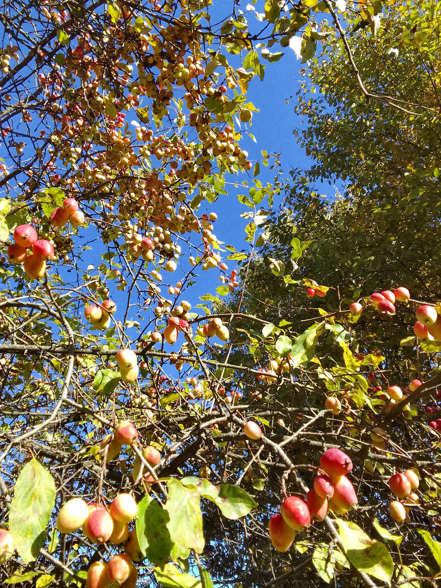 Яблоки в Кувшиново