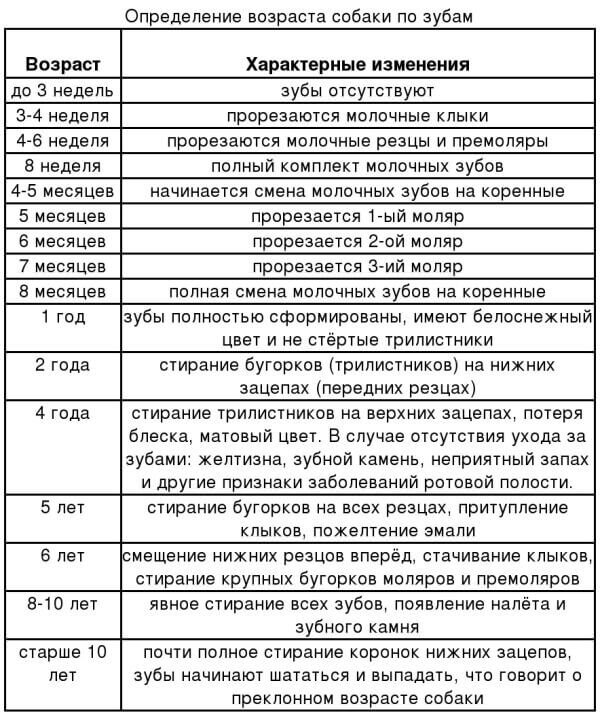 Возраст щенка по зубам в картинках