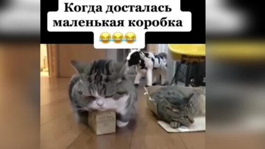 Скрытая камера Улетное видео