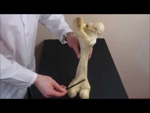 фото из открытого источника, большая берцовая КРС