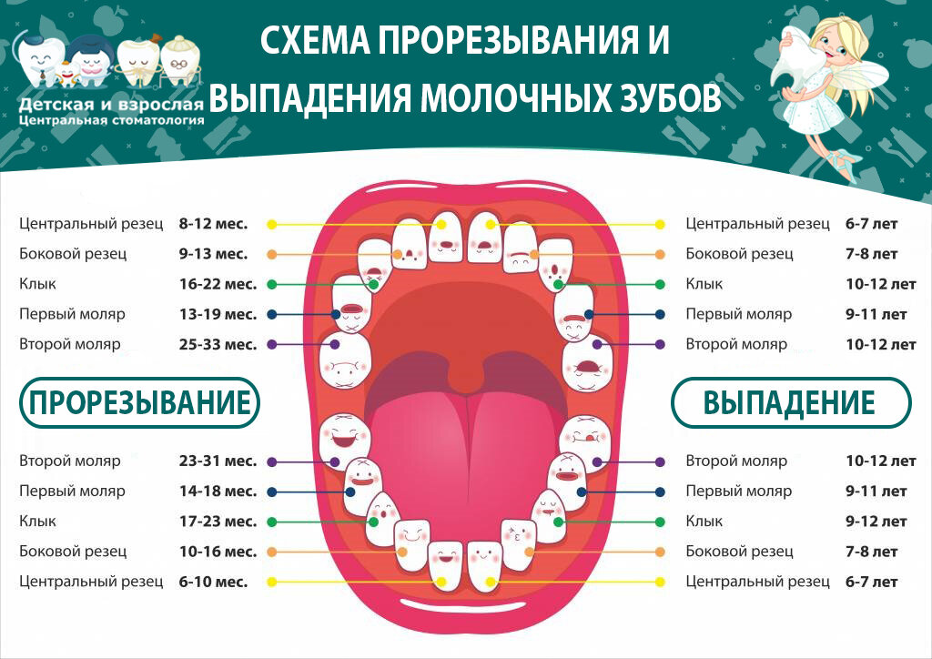 В каком возрасте меняются клыки у детей. Молочные зубы у детей. Схема молочных зубов. Схема выпадения зубов.