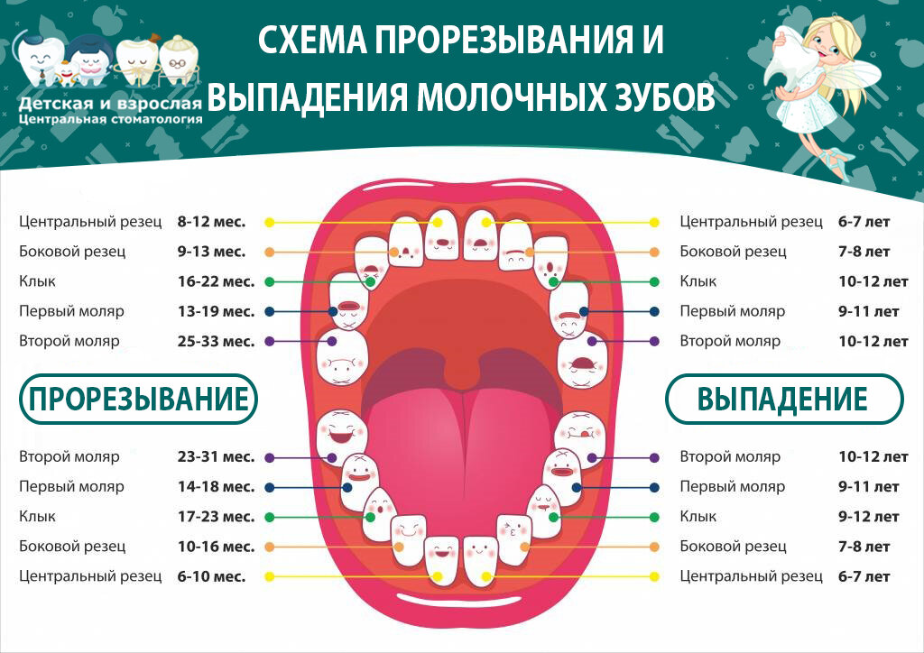 Смена молочных. Последовательность выпадения молочных зубов. Молочные зубы сроки выпадения. Вылечили молочные зубы и черные места.