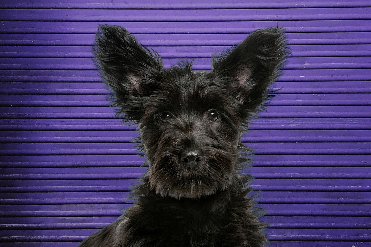 Коллаж автора.