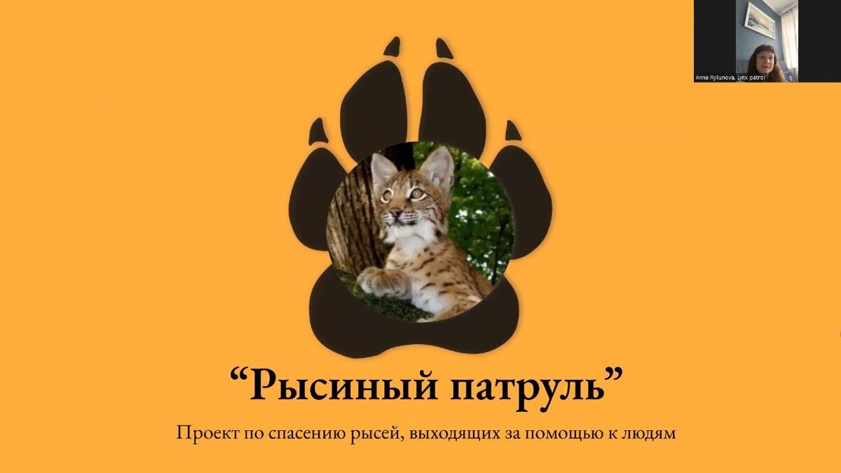 В повестке Российского экологического общества - оказание экстренной  профессиональной помощи и спасение диких животных | Российское  экологическое общество | Дзен