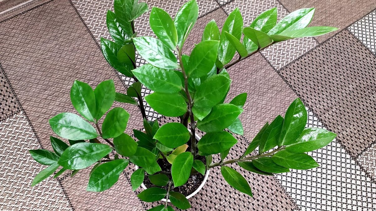Замиокулькас (Долларовое дерево): выращивание и уход в домашних условиях