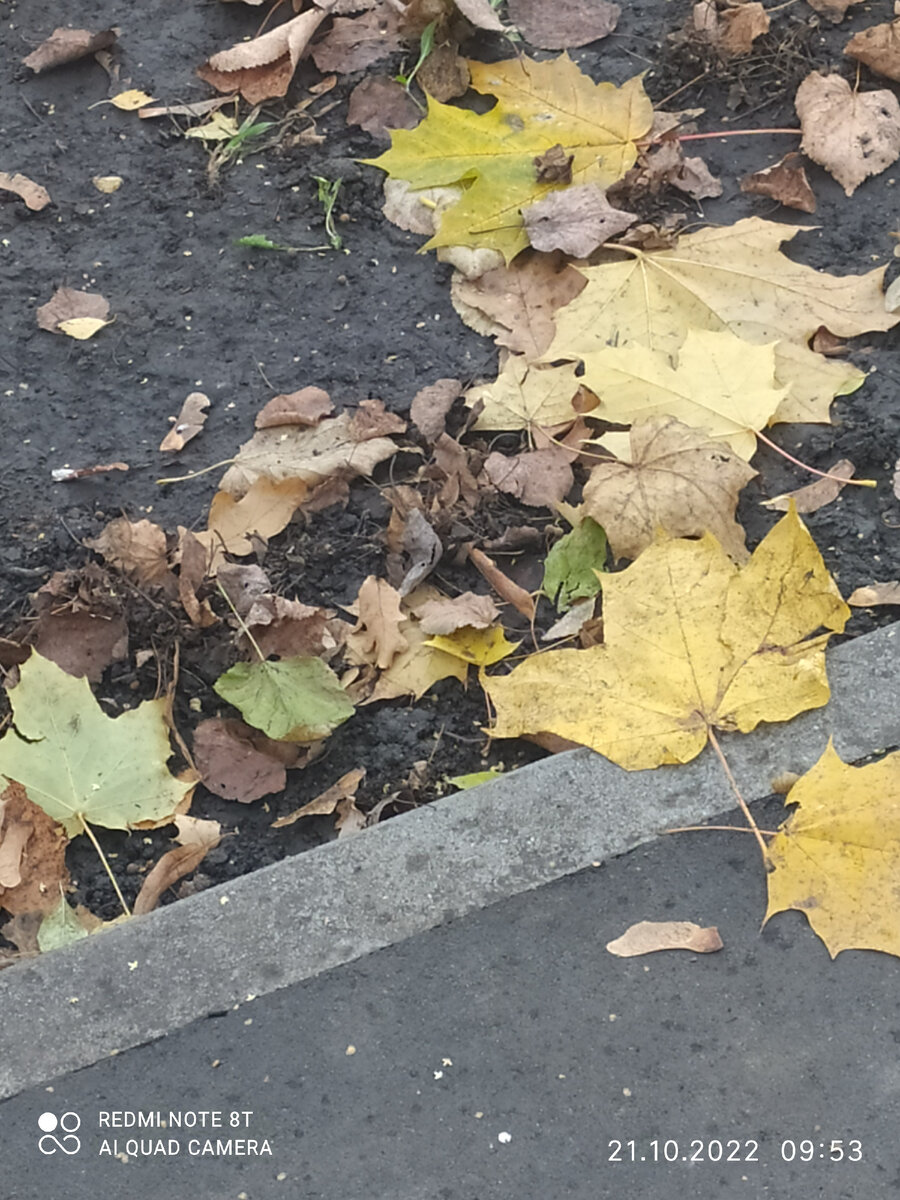 Листья. Фото автора.