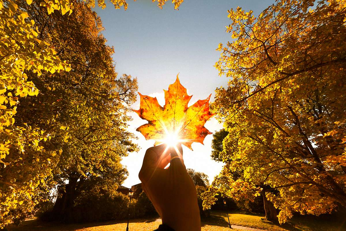 Осень солнце картинки