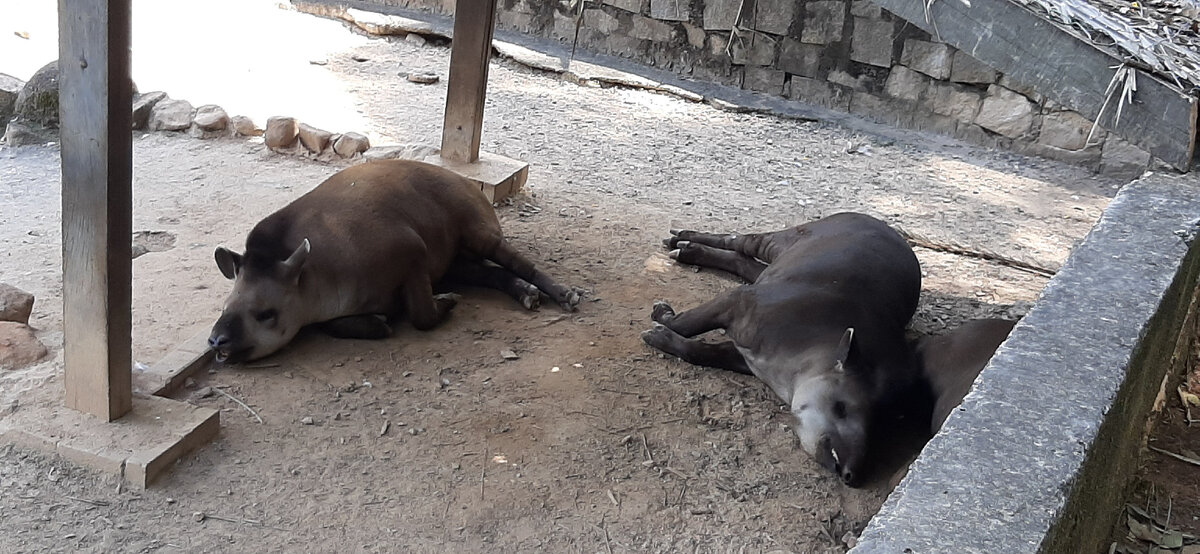 В тенечке бедолаги устроились.