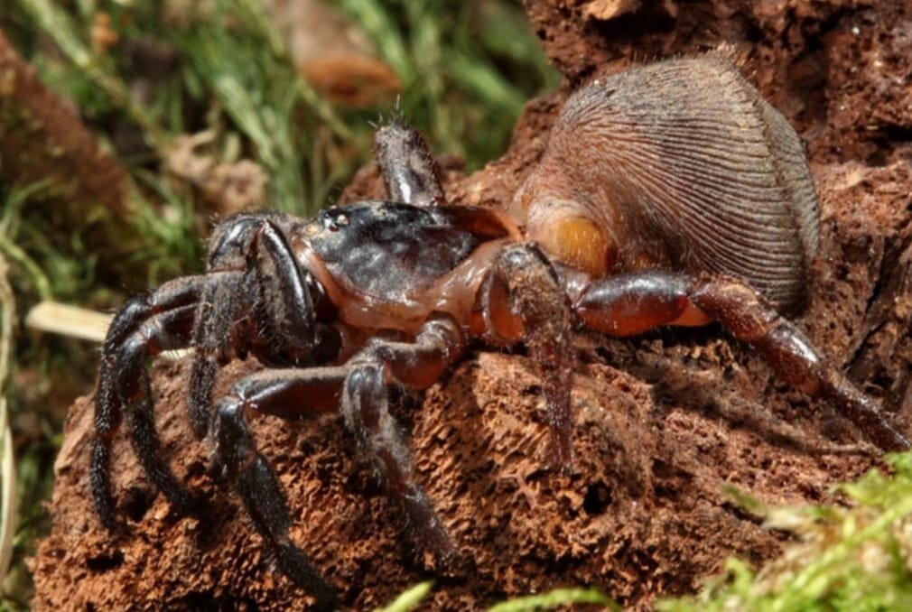 Cyclocosmia ricketti