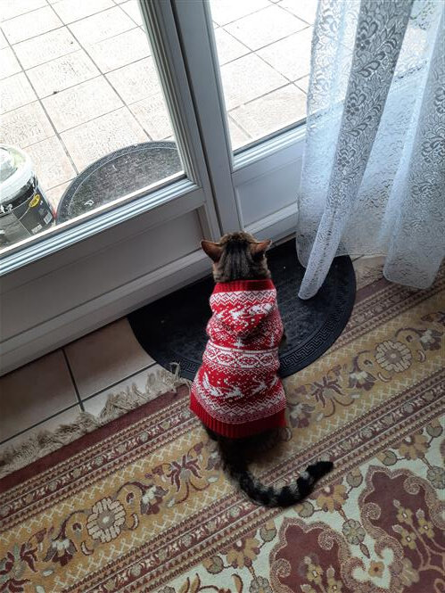 Кот собрался на улицу. Думает, выйти сейчас, или когда потеплеет..
