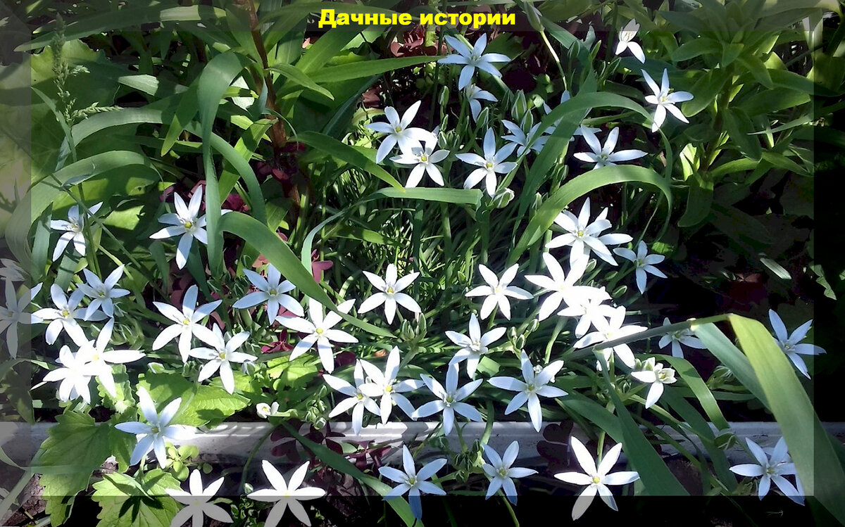 https://vk.com/photo-159774511_457257701. Птицемлечник "Альба"