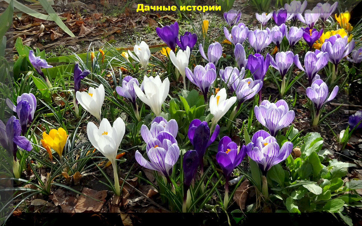https://vk.com/photo-159774511_457257702. Крокусы микс
