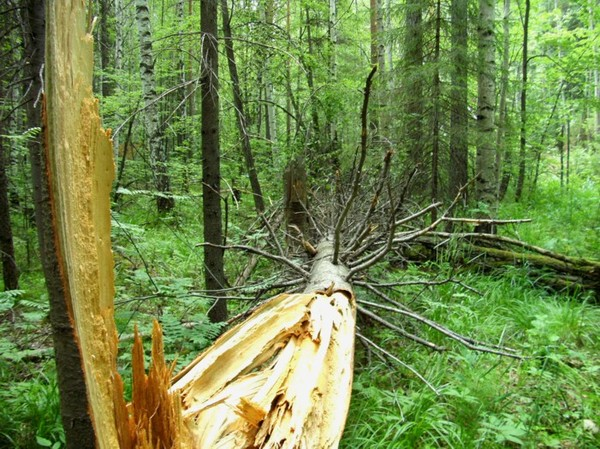 Ф. из своего ин. 