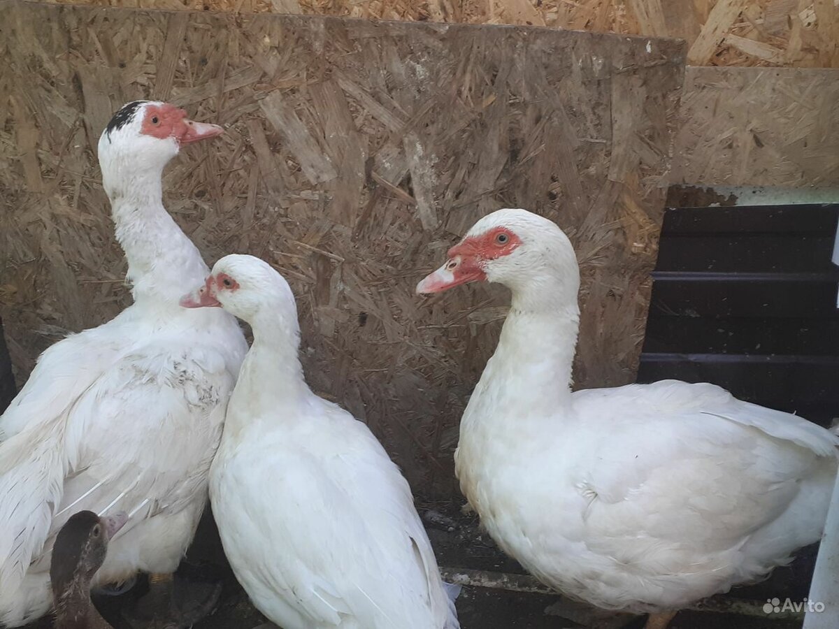 Леггорн мраморный. Мускусная утка породы. Индоутка мускусная. Цыплята фото. Куры бройлеры.