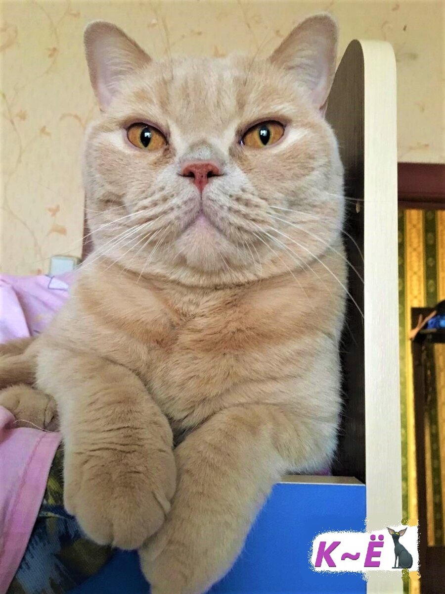 Мотя очень самовлюблённый кот