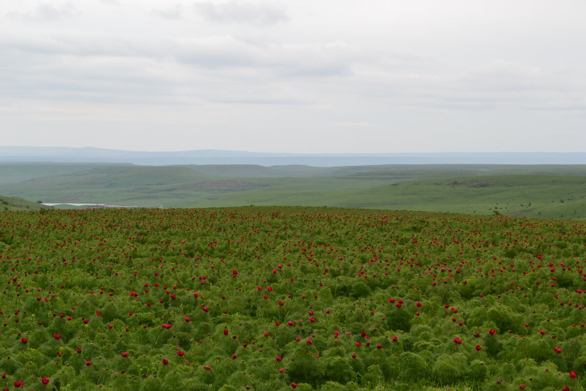 Ставропольский край летняя. Степи Ставропольского края. Каршинская степь. Тимчак степь. Уйбатская степь Красноярский край.