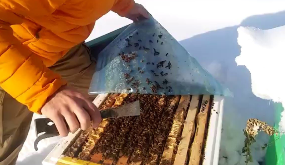 Пчелы весной после зимовки