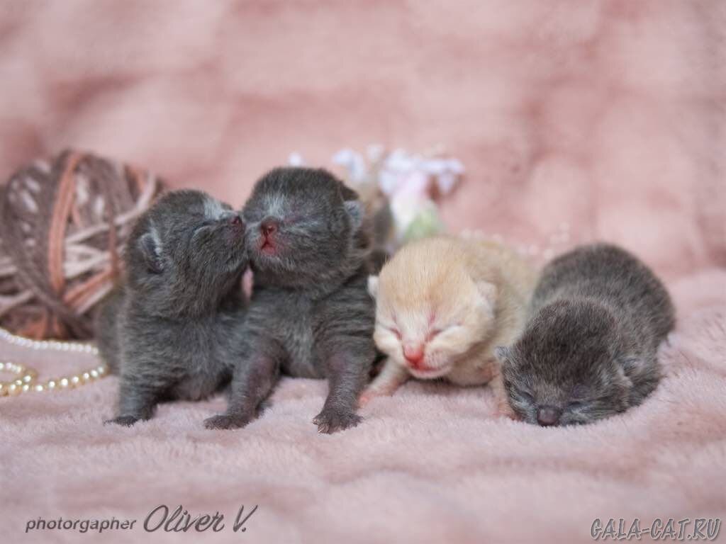 Какие рождаются котята фото