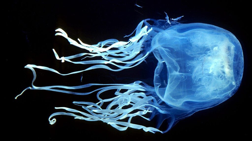 Фотография австралийской кубомедузы.