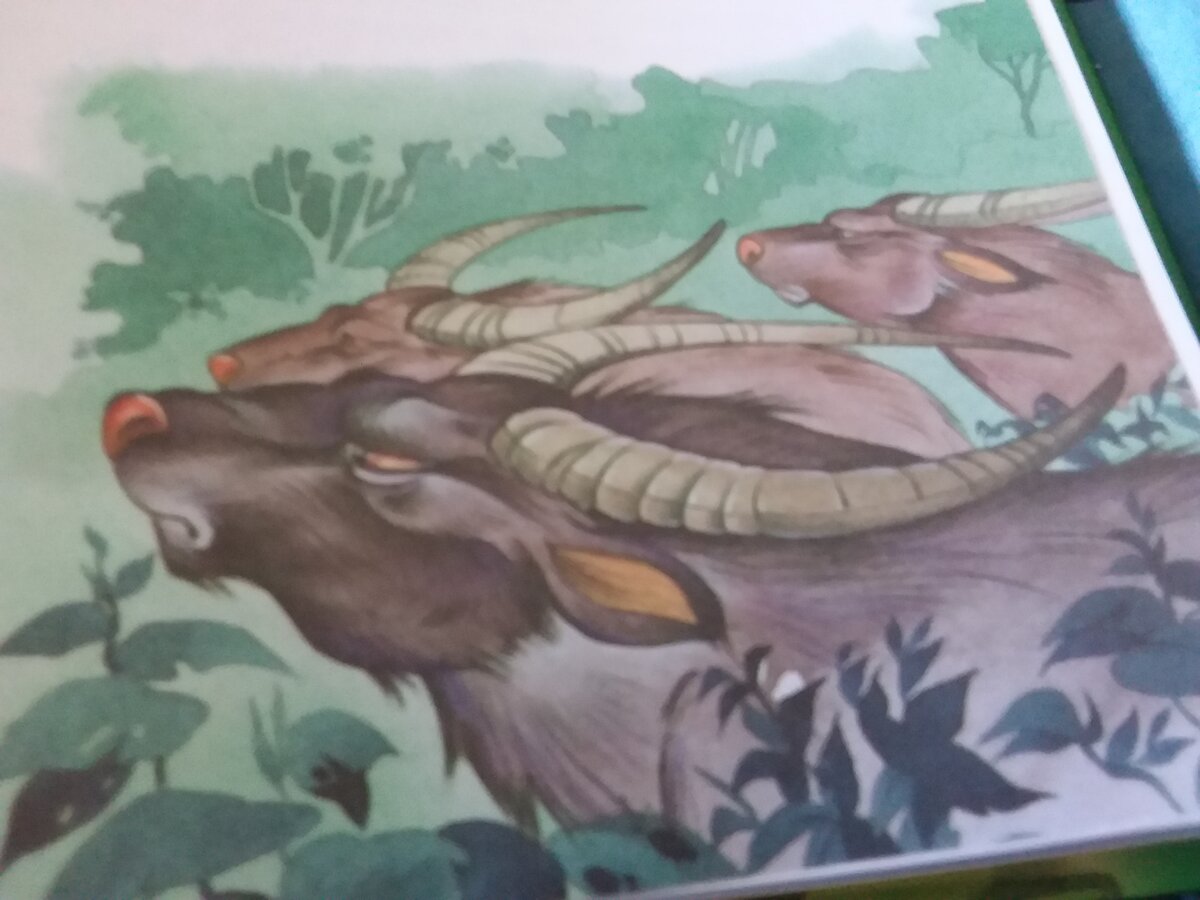 Тигр охотится. Суматранский тигр. Глава тигр. Тигр обои. Суматранский амурский бенгальский тигр.