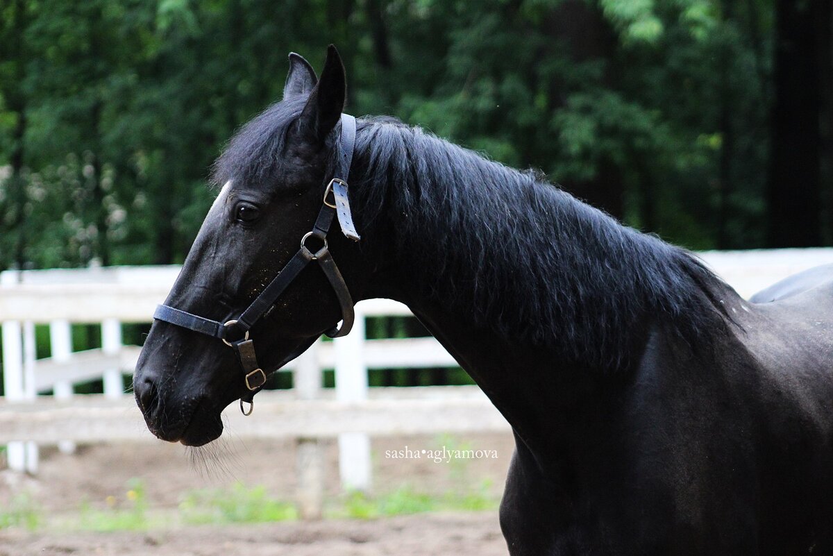 Это Вита или, по-серьезному, Провинциалка. Моя лошадь-учитель. (с) Фотоальбом группы "КСК "Ахиллес""